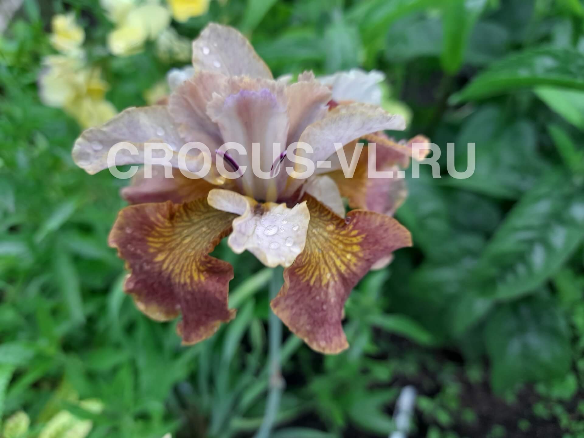 Ирис сибирский «Flying Fidless»